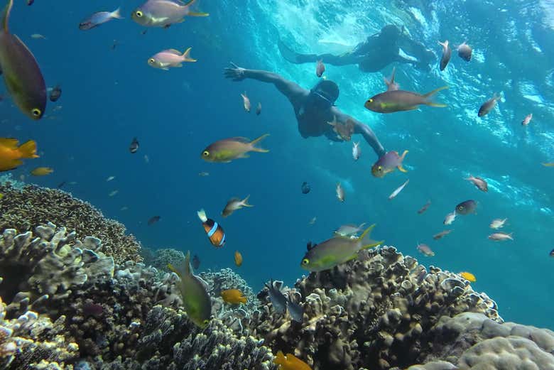 Excursión a Moalboal