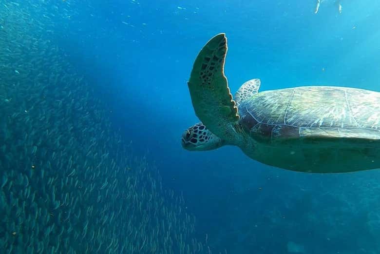 Excursión a Moalboal