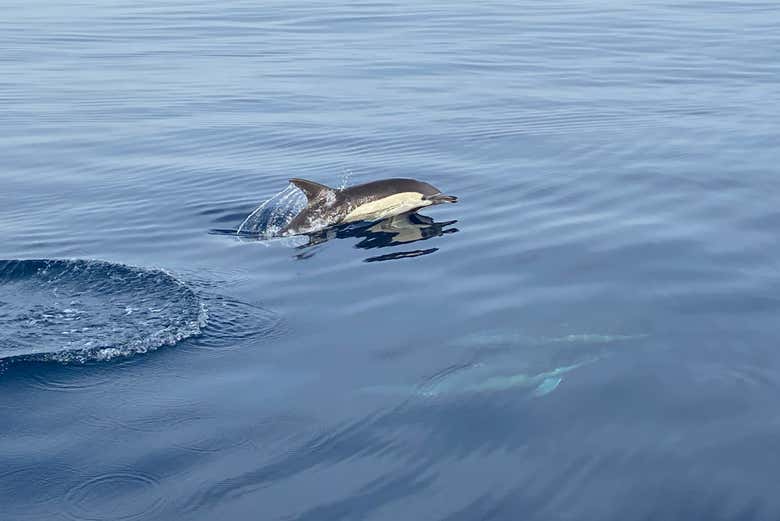 Avistamiento de delfines en La Herradura