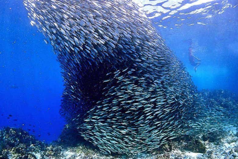 Buceo en los arrecifes de Bohol