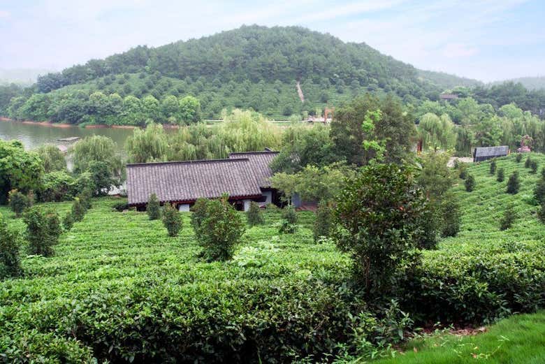 Excursión privada a Hangzhou