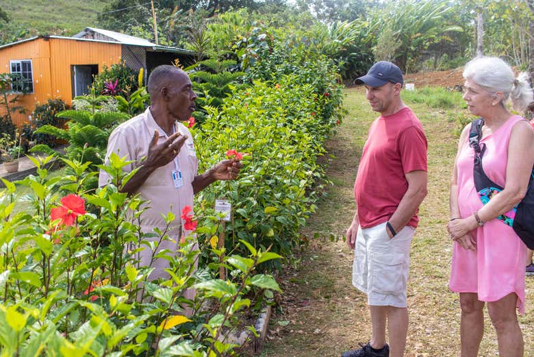 Visita a una granja de hierbas jamaicanas