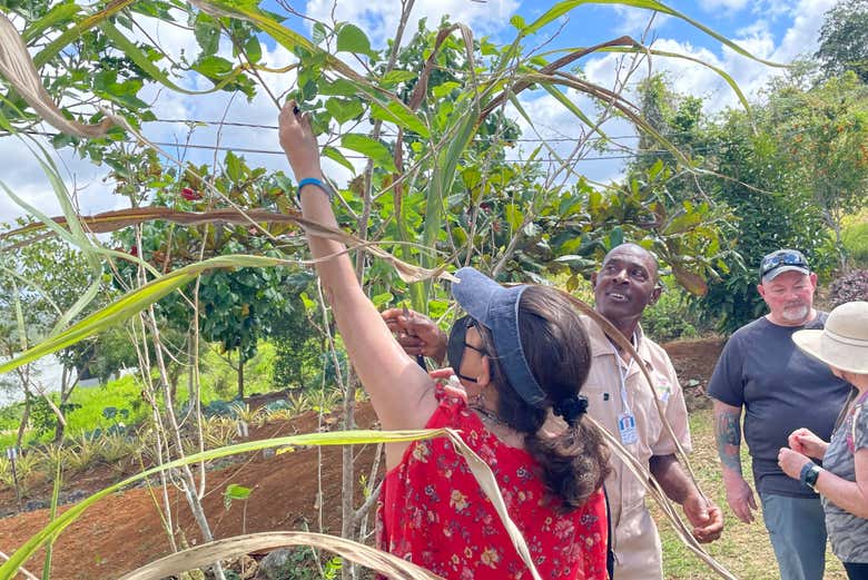 Visita a una granja de hierbas jamaicanas