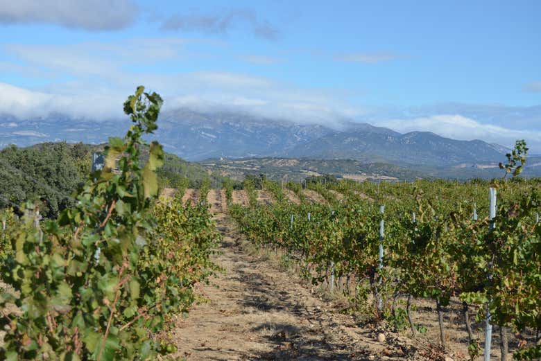 Visita a la bodega Idrias