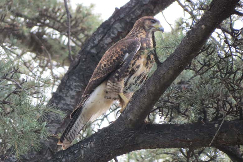 Avistamiento de cóndores en Tafí del Valle