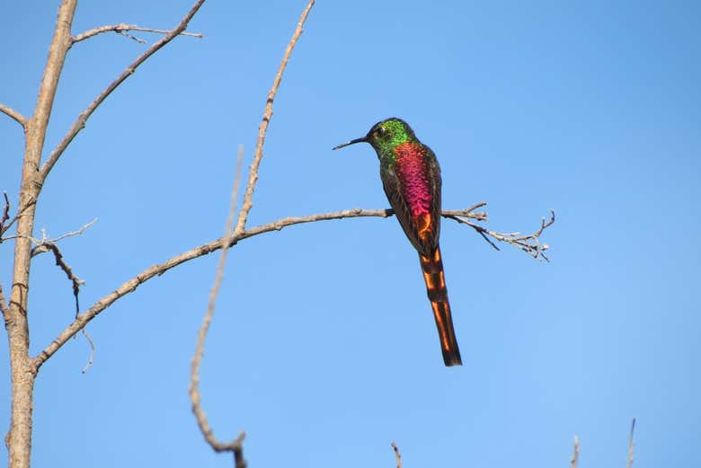 Avistamiento de cóndores en Tafí del Valle