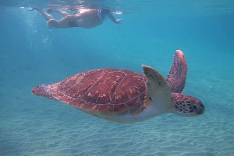 Paseo en catamarán con avistamiento de tortugas