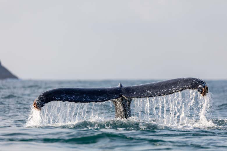 Avistamiento de ballenas en São Sebastião