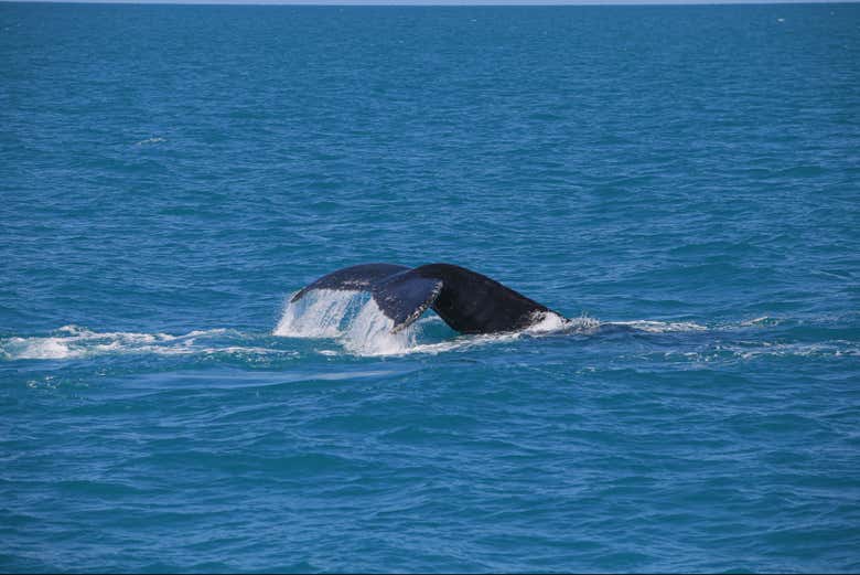 Avistamiento de ballenas en São Sebastião