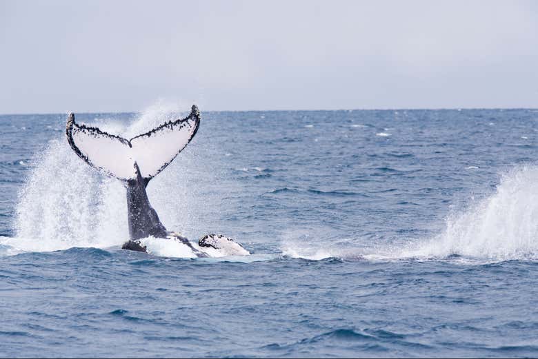Avistamiento de ballenas en São Sebastião