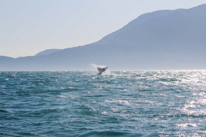 Avistamiento de ballenas en São Sebastião