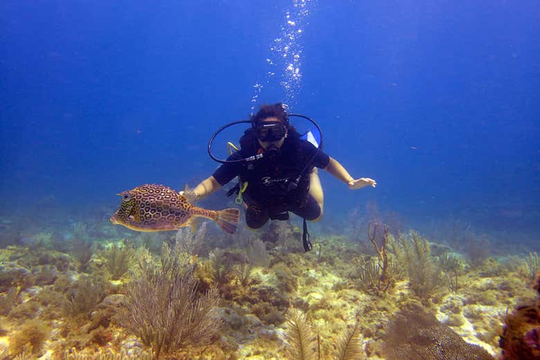 Buceo en el MUSA