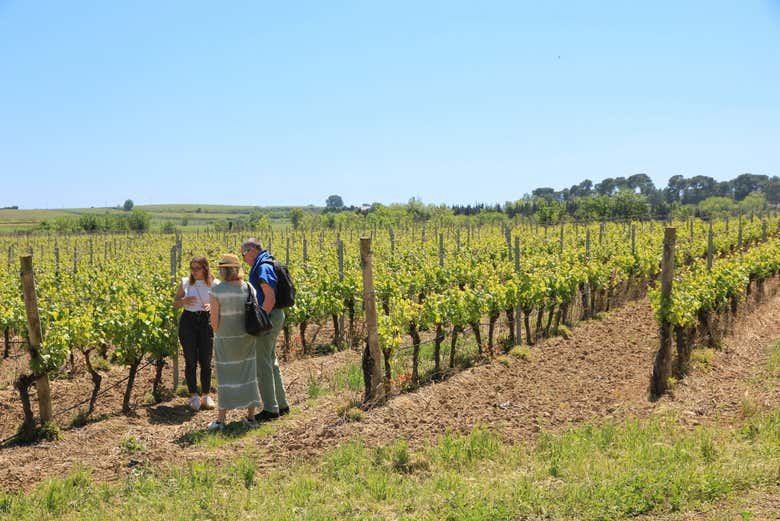 Visita a la bodega La Provenquière