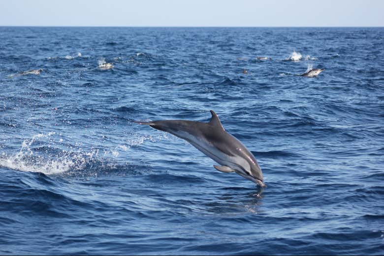 Avistamiento de delfines en Sagres