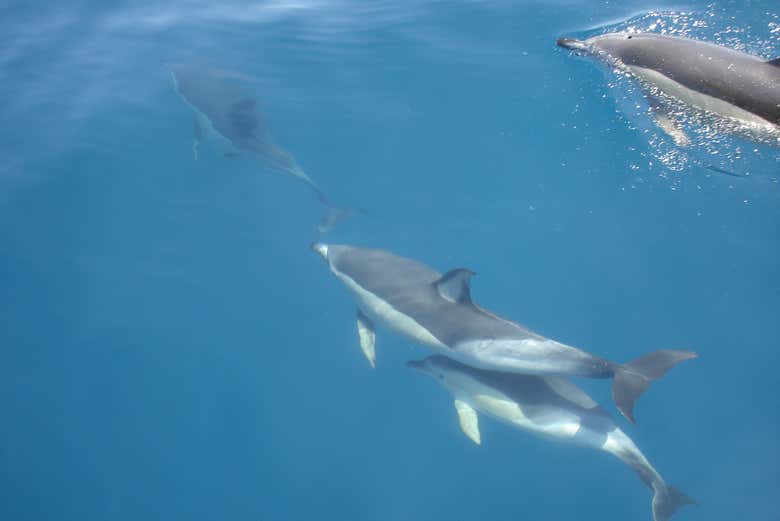 Avistamiento de delfines en Sagres