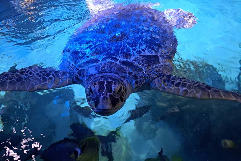 Entrada a SEA LIFE® Manchester