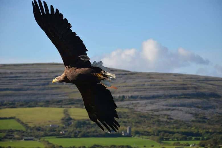 Visita a la cueva de Aillwee + Centro de Aves Rapaces del Burren