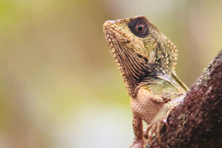 Tour por el Parque Nacional Manuel Antonio con guía naturalista