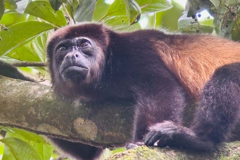 Tour por el Parque Nacional Manuel Antonio con guía naturalista
