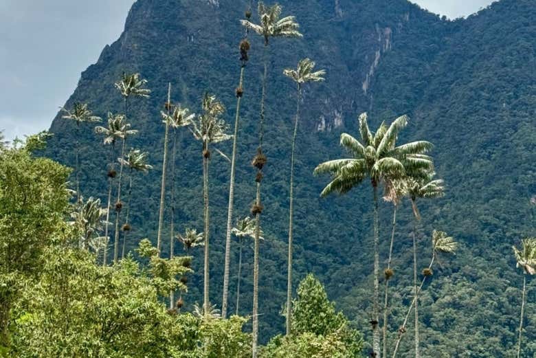 Excursión al Valle de Cocora + Visita a una finca cafetera