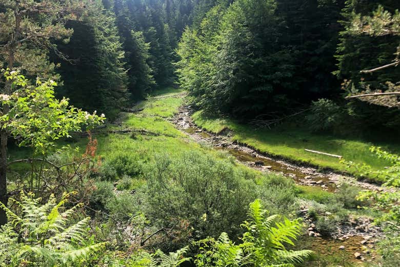 Ruta en bicicleta eléctrica por la Selva de Irati