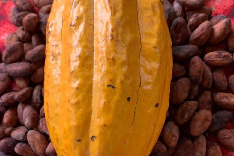 Visita a una finca de cacao