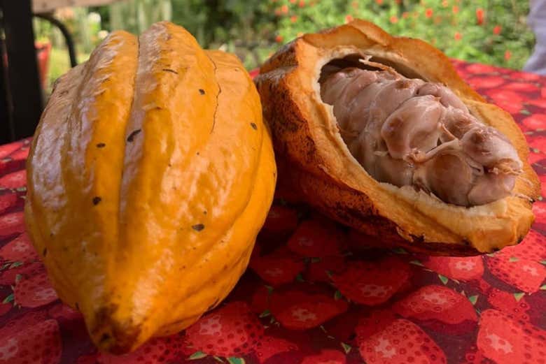 Visita a una finca de cacao