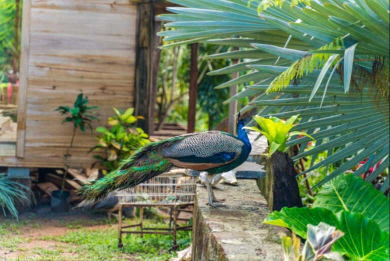 Excursión al Parque Nacional Cabrits + Paseo en barco por Indian River