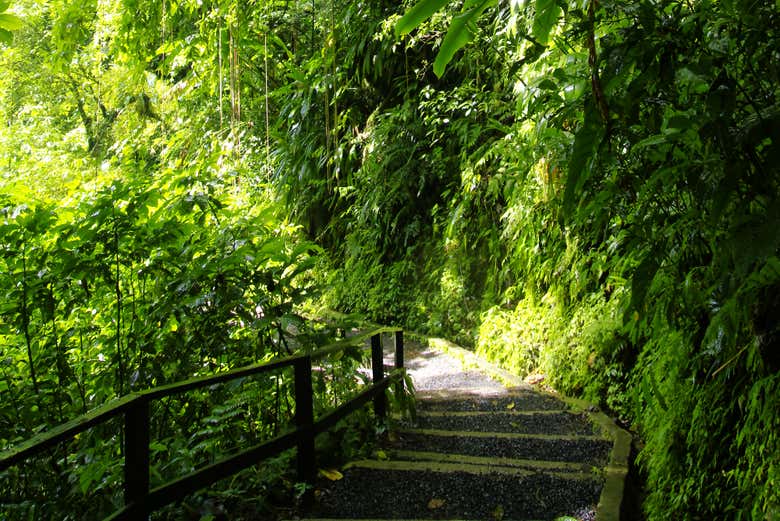 Excursión a Titou Gorge, cascadas de Trafalgar y Wotten Waven