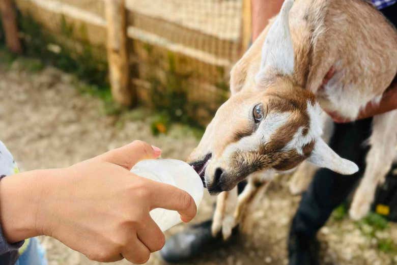 Tour de la leche por los pueblos del norte de Antioquia