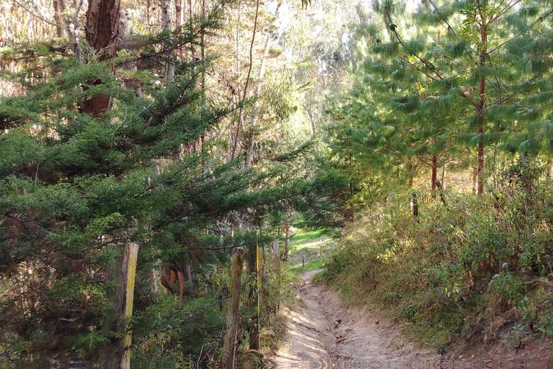 Senderismo por los bosques de Turmequé