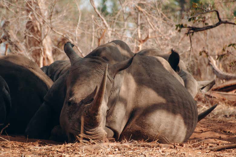 Safari por el Parque Nacional de Mosi-Oa-Tunya
