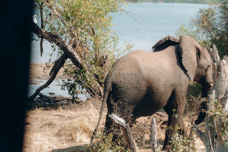 Safari por el Parque Nacional de Mosi-Oa-Tunya
