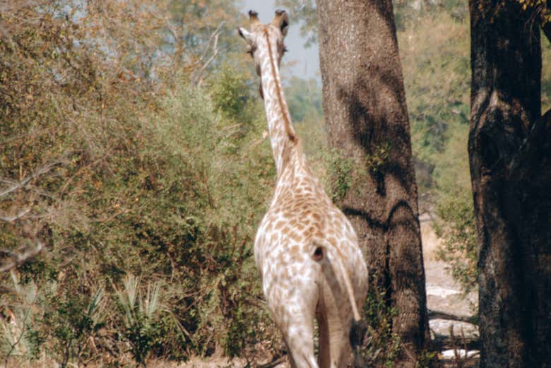 Safari por el Parque Nacional de Mosi-Oa-Tunya
