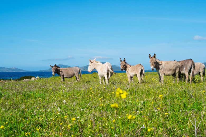 Excursión a Asinara en grupo reducido