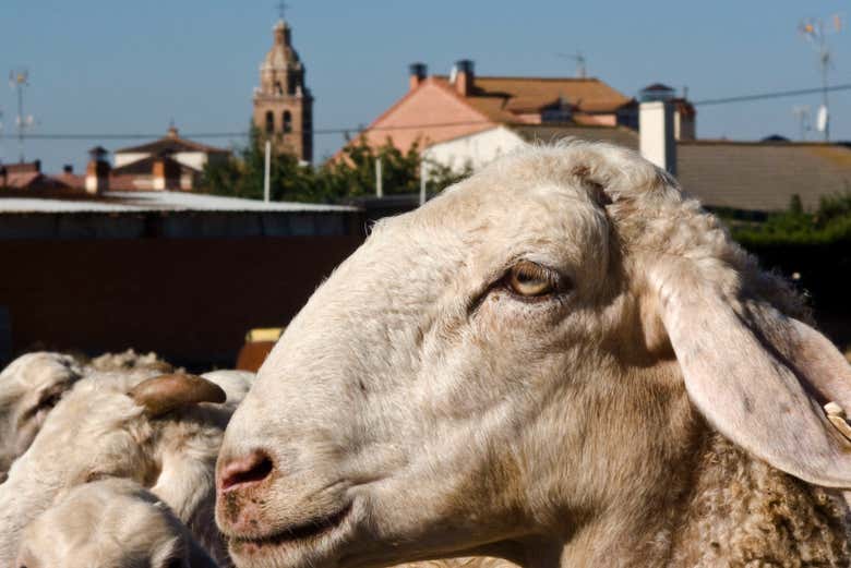 Visita a la quesería Campoveja + Taller de queso