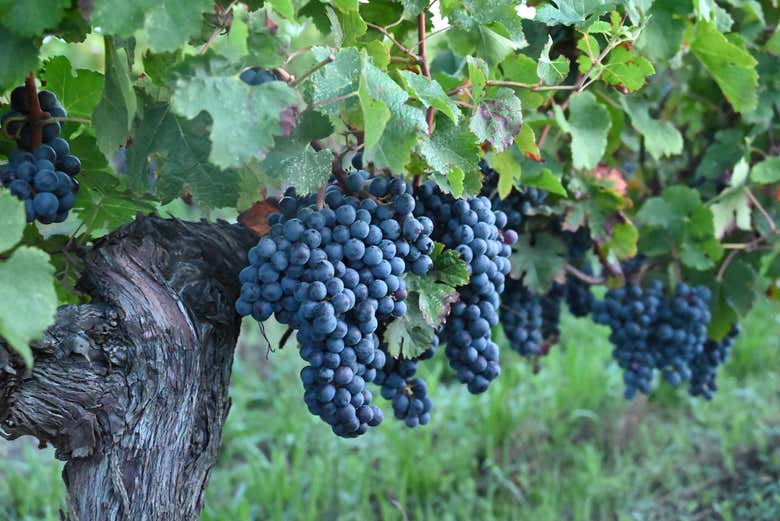 Visita al Château Clos Systey