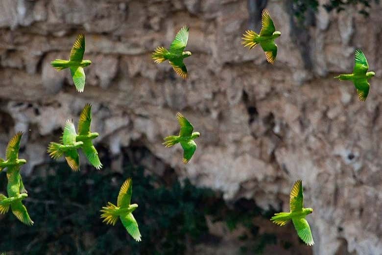 Excursión a la Sima de las Cotorras y la cascada El Aguacero