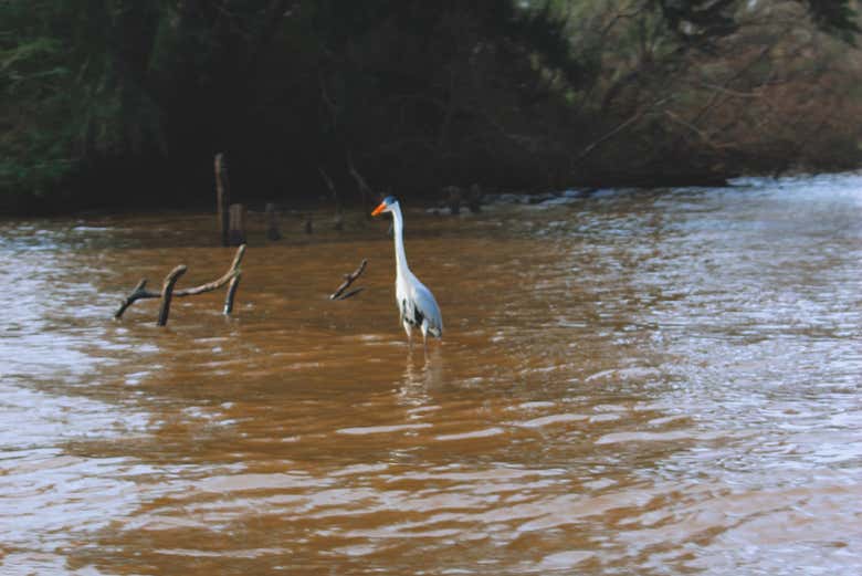 Paseo privado en lancha por el Delta del Tigre