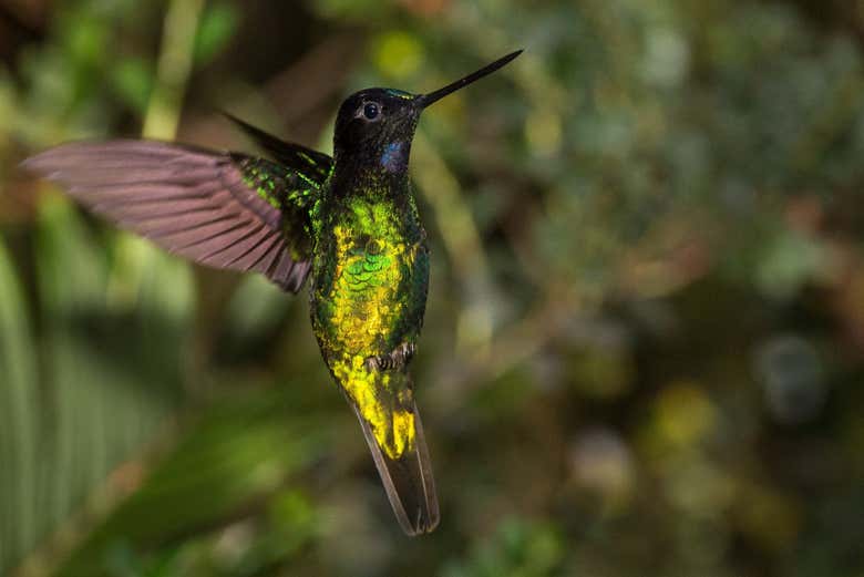 Avistamiento de aves en Minca