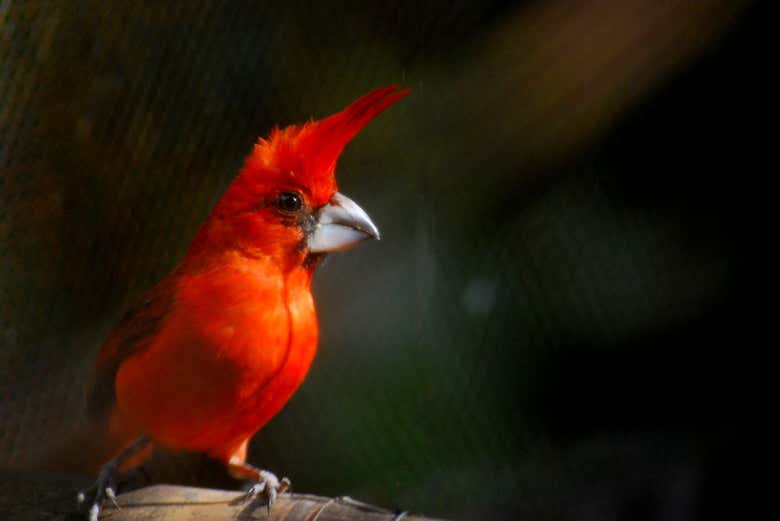 Avistamiento de aves en Minca