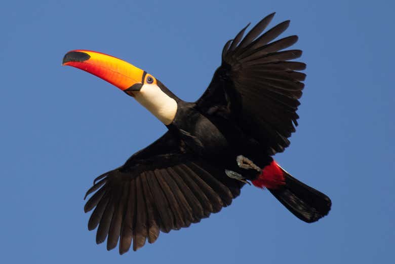 Avistamiento de aves en Minca