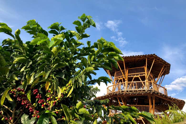 Visita a una finca cafetera de Santa Rosa de Cabal