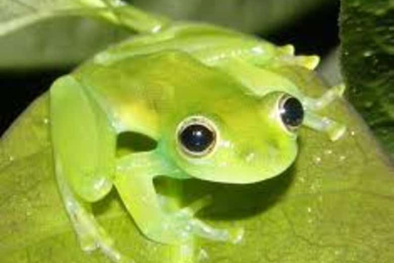 Avistamiento de anfibios y reptiles en Santa Rosa de Cabal