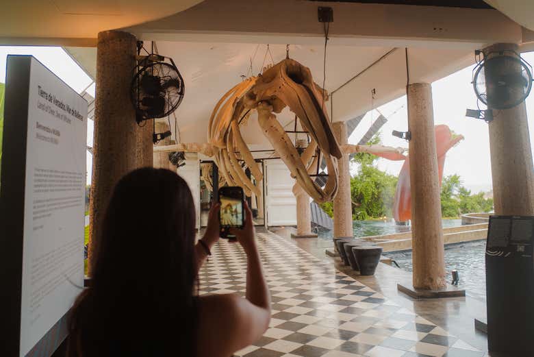 Entrada al Museo Nacional de la Ballena