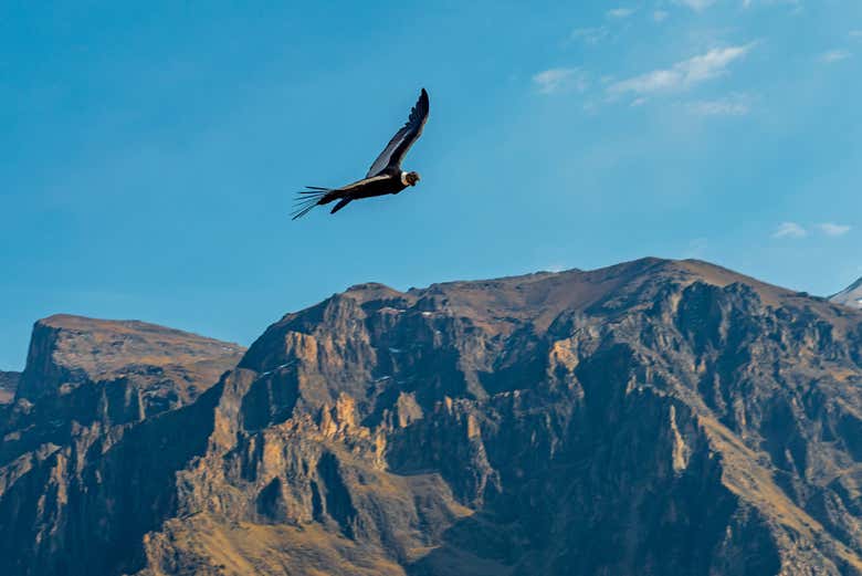 Tour de 2 días por el Valle del Colca sin alojamiento