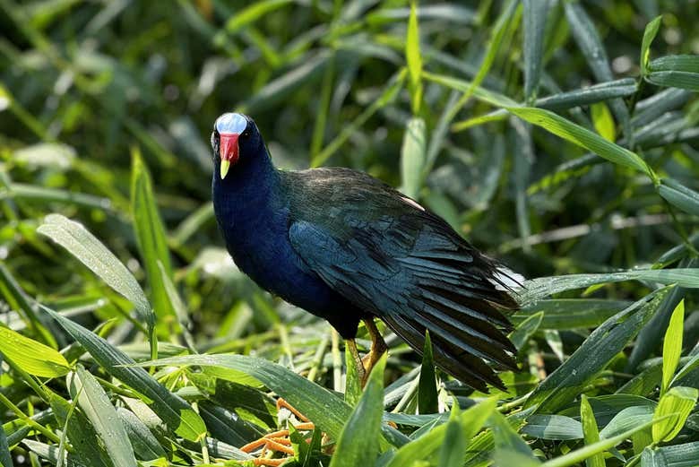 Tour en lancha por el Parque Nacional Tortuguero