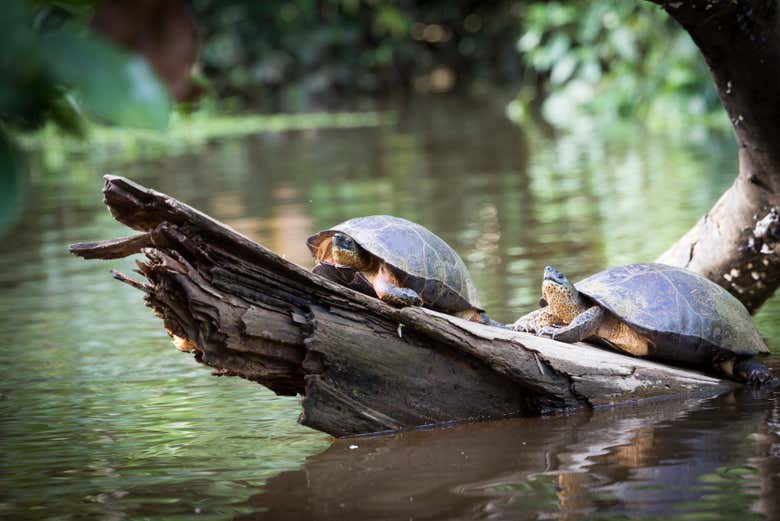 Tour en lancha por el Parque Nacional Tortuguero