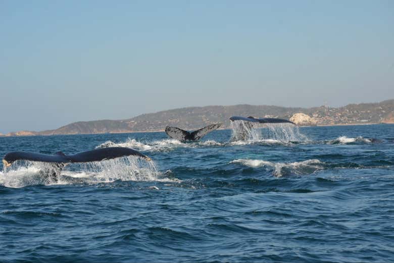Avistamiento de ballenas y delfines en Puerto Escondido
