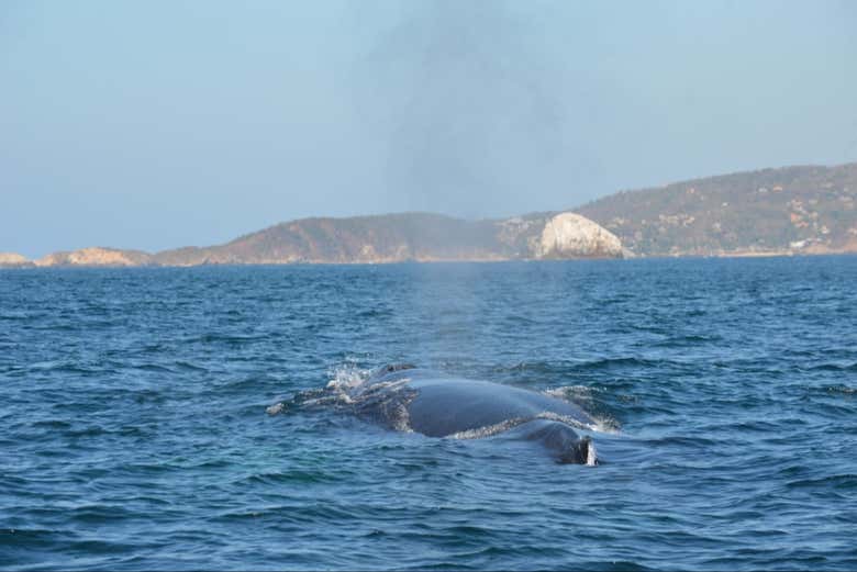 Avistamiento de ballenas y delfines en Puerto Escondido